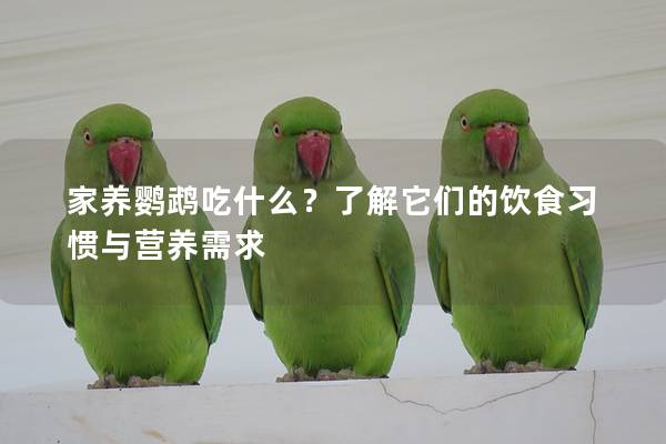 家养鹦鹉吃什么？了解它们的饮食习惯与营养需求