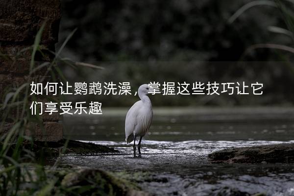 如何让鹦鹉洗澡，掌握这些技巧让它们享受乐趣