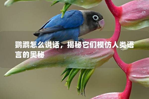 鹦鹉怎么说话，揭秘它们模仿人类语言的奥秘